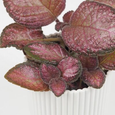 Episcia ‘Malayan Gem’ episcia malayan gem