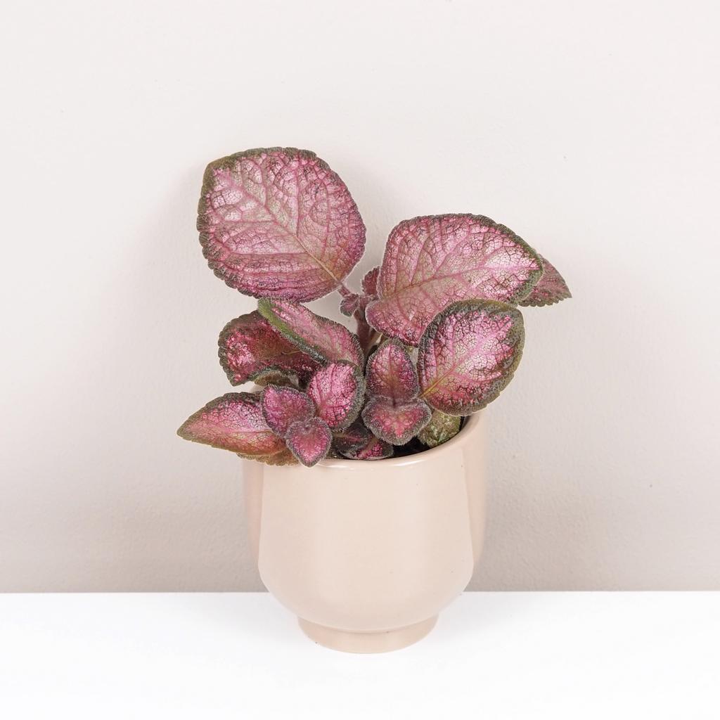 Episcia ‘Malayan Gem’