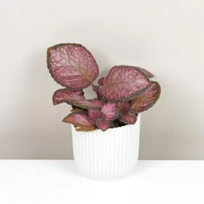 Episcia ‘Malayan Gem’ episcia malayan gem