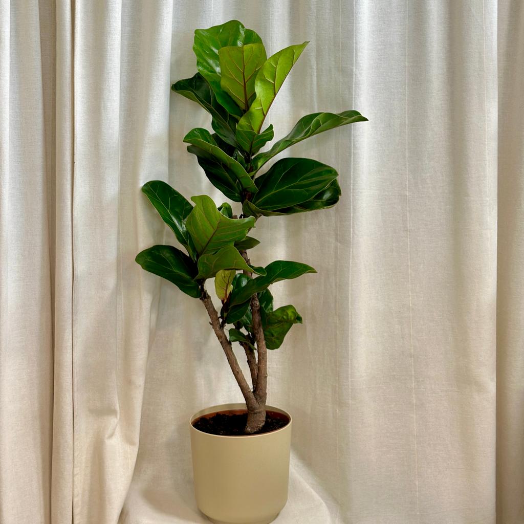 Ficus lyrata s kmeňom