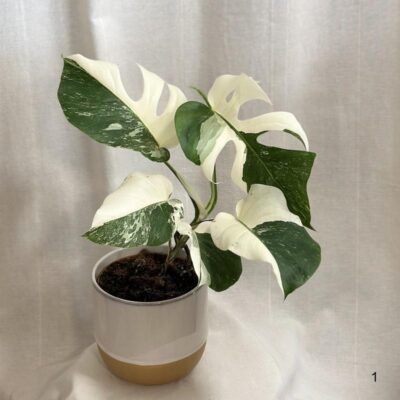 monstera deliciosa albo variegata halfmoon a cele biele listy panasovana monstera biela vzacna izbova rastlina
