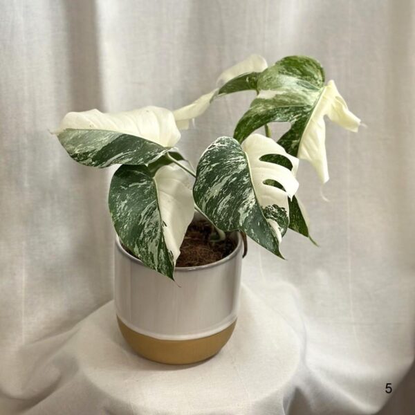 monstera deliciosa albo variegata halfmoon a cele biele listy panasovana monstera biela vzacna izbova rastlina