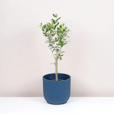 Olivovník európsky / Olea europaea Olea europaea Olivovník európsky