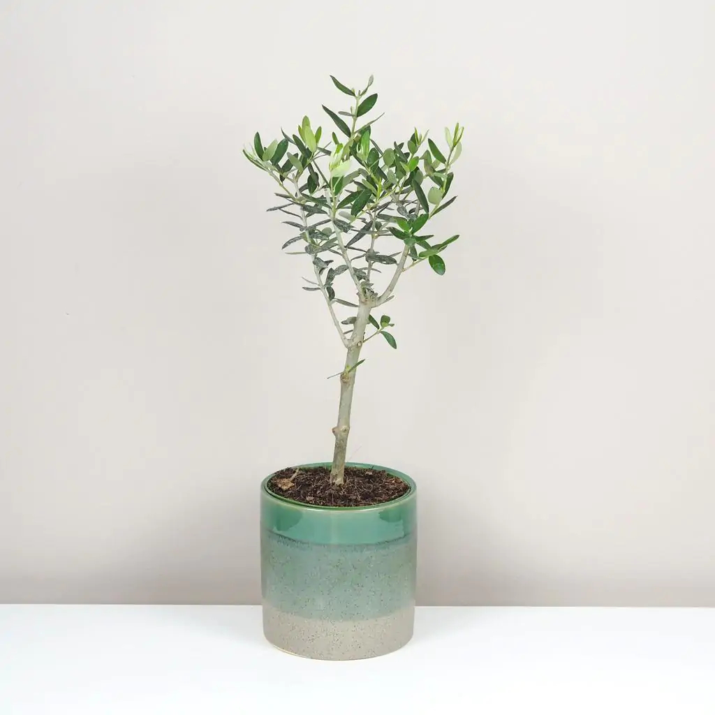 Olivovník európsky / Olea europaea Olea europaea Olivovník európsky