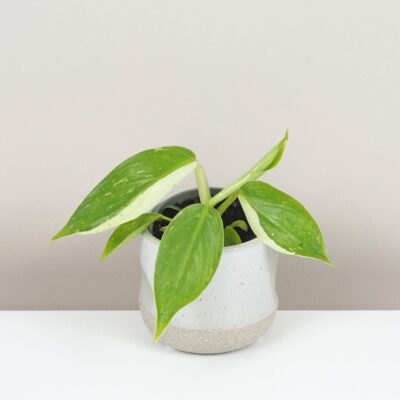 philodendron Jose Buono variegata panasovana izbova rastlina