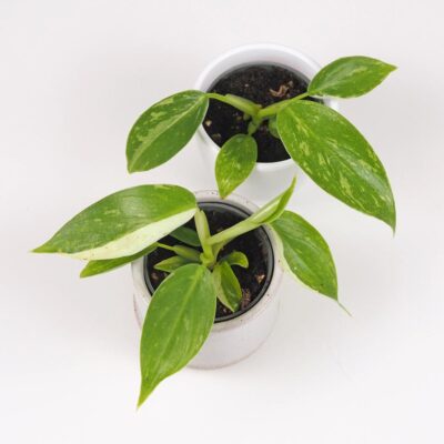 philodendron Jose Buono variegata panasovana izbova rastlina