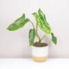 Philodendron ‘Paraiso Verde’ zeleny filodendron izbova rastlina