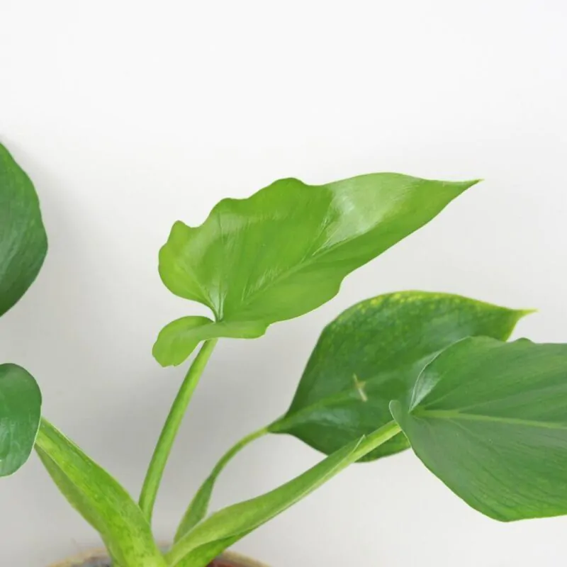 Philodendron warscewiczii zelena izbova rastlina