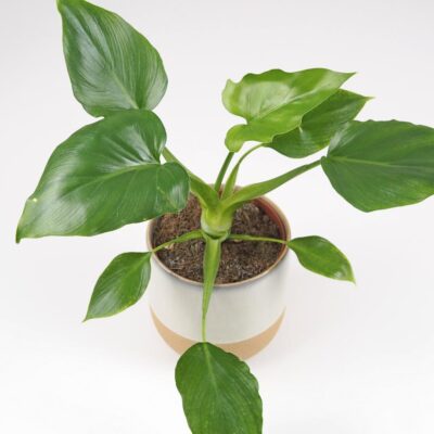 Philodendron warscewiczii zelena izbova rastlina