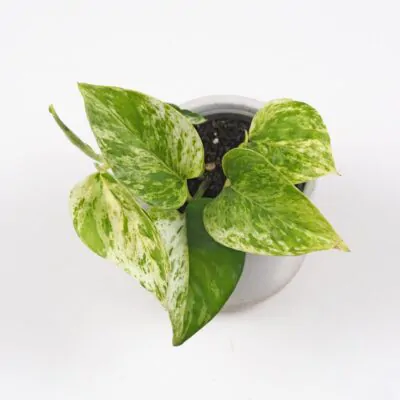 Pothos Epipremnum ‘Marble Queen’ malý tahava izbova rastlina
