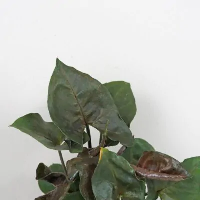 syngonium podophyllum bronze maria tmava izbova rastlina