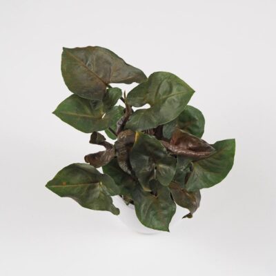 syngonium podophyllum bronze maria tmava izbova rastlina
