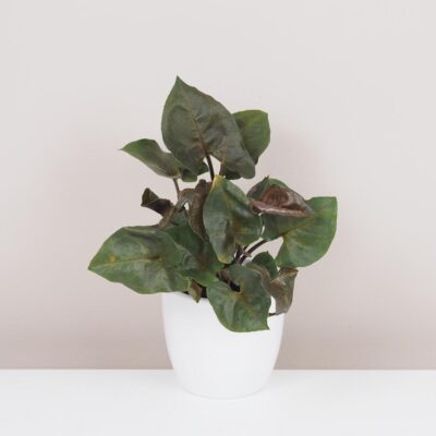 syngonium podophyllum bronze maria tmava izbova rastlina
