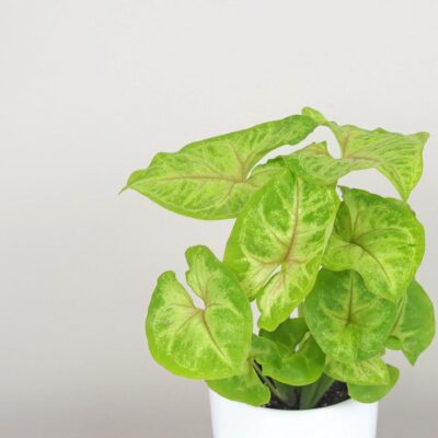 Syngonium podophyllum ‘Sunshine’ stredné syngonium podophyllum sunshine