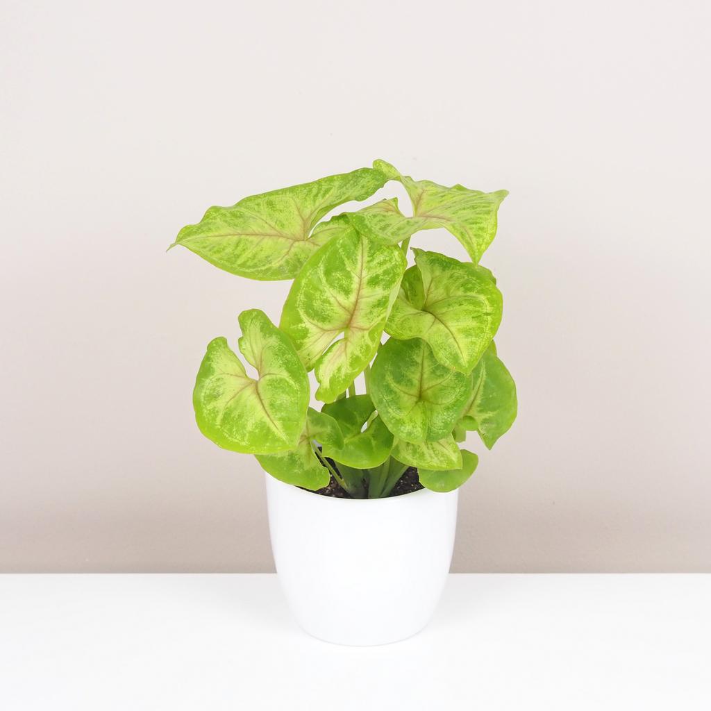 Syngonium podophyllum ‘Sunshine’ stredné
