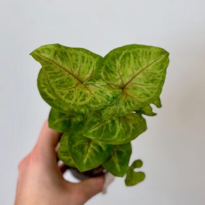 syngonium sunshine