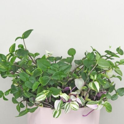 Tradescantia ‘Quadricolor’ slabo vyfarbená Tradescantia ‘Quadricolor’ slabo vyfarbená