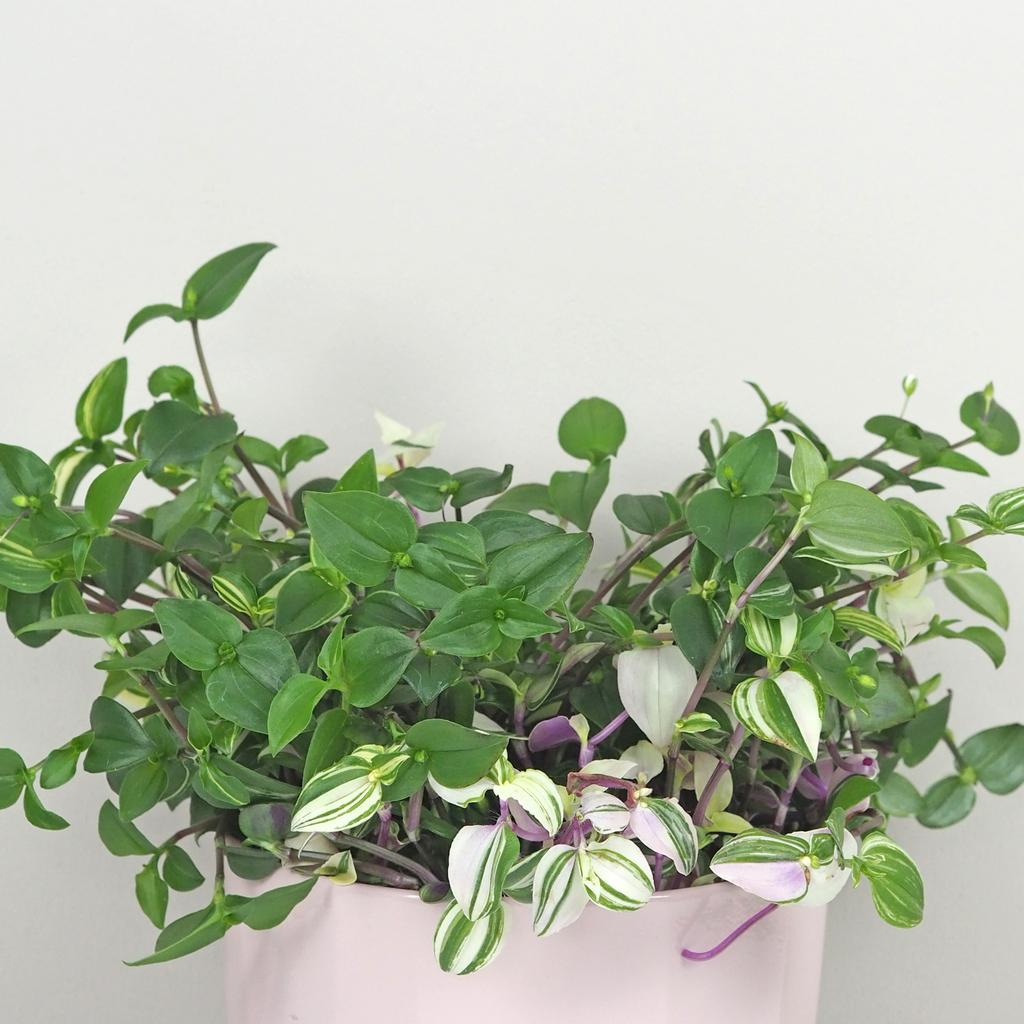 Tradescantia ‘Quadricolor’ slabo vyfarbená Tradescantia ‘Quadricolor’ slabo vyfarbená