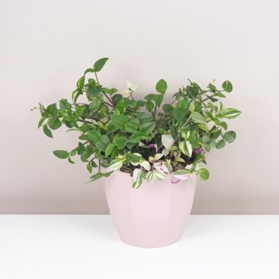 Tradescantia ‘Quadricolor’ slabo vyfarbená