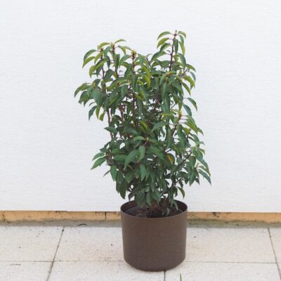 Vavrínovec luzitánsky / Prunus lusitanica