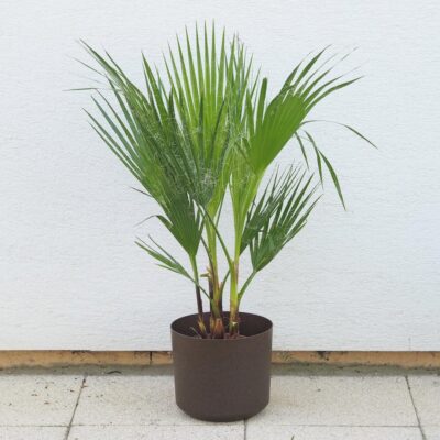 Washingtonia robusta / Palma mexická