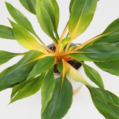 Zelenec oranzovy / Chlorophytum orchidastrum ‘Fire Flash’