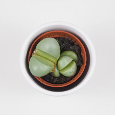 Živé kamene / Argyroderma delaetii Živé kamene / Argyroderma delaetii sukulent nenarocna izbova rastlina plantizia