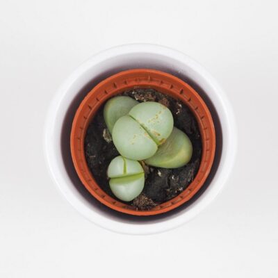 Živé kamene / Argyroderma delaetii Živé kamene / Argyroderma delaetii sukulent nenarocna izbova rastlina plantizia