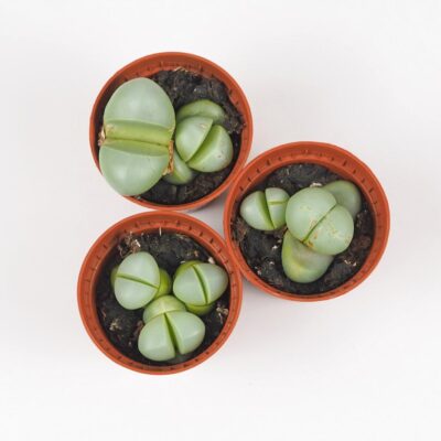 Živé kamene / Argyroderma delaetii Živé kamene / Argyroderma delaetii sukulent nenarocna izbova rastlina plantizia