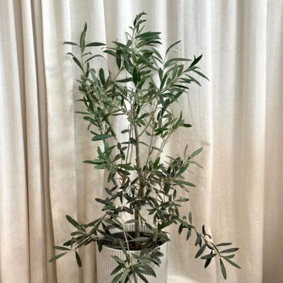 Olivovník európsky Olea europaea
