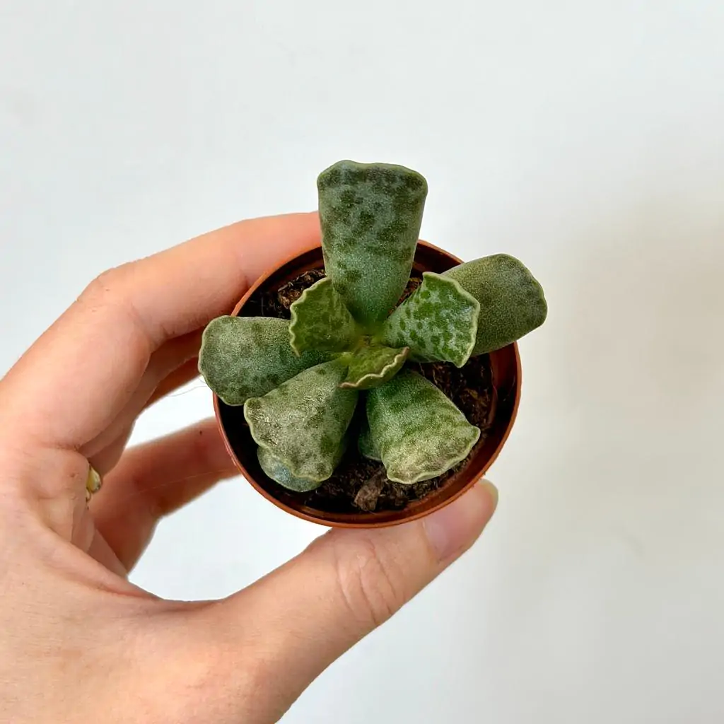 Živé kamene / Adromischus cooperi