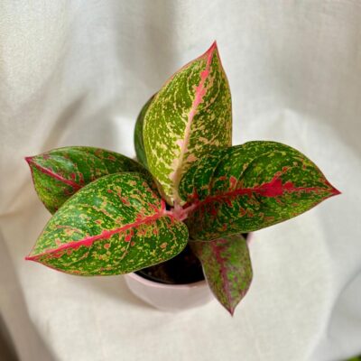 aglaonema red Sprinkles cervena izbova rastlina
