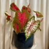 Caladium ‘Red Flash’ maxi caladium Red Flash