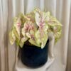 Caladium ‘Seafoam Pink’ maxi caladium Seafoam Pink