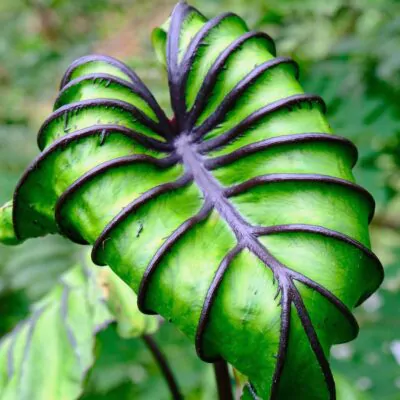 colocasia Pharaohs Mask