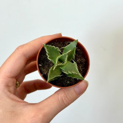 faucaria tigrina zive kamene sukulent z afriky