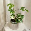 Rhaphidophora tetrasperma variegata (Monstera Minima)