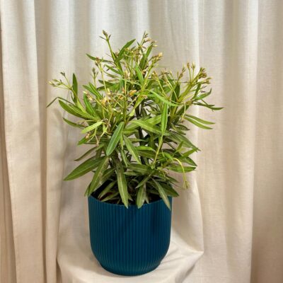 oleander obycajny nerium zlty