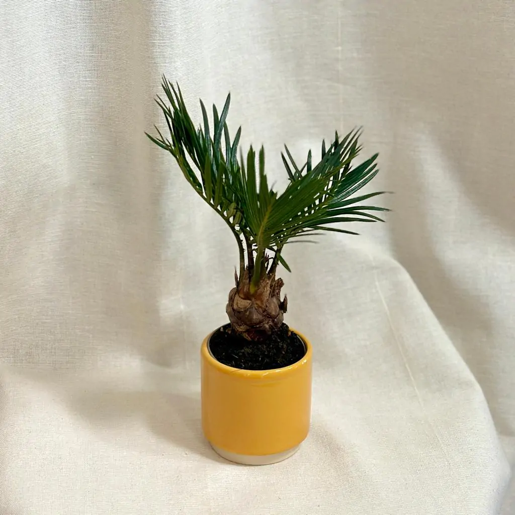 Cykas japonský / Cycas revoluta malý