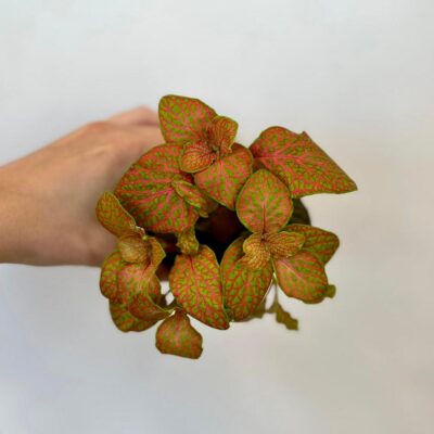 fittonia red lines green