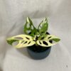 Monstera adansonii variegata halfmoon a celé biele listy monstera adansonii variegata halfmoon a cele biele listy panasovana rastlina