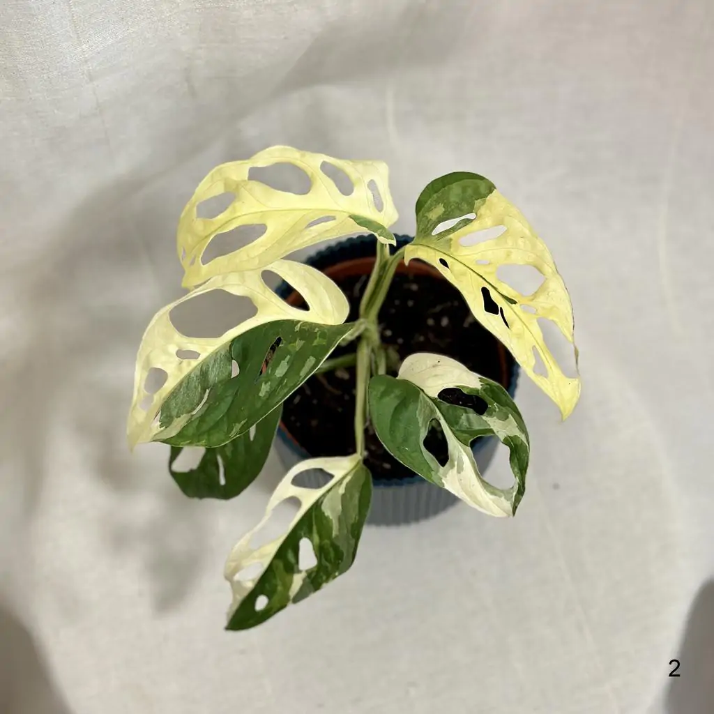 Monstera adansonii variegata halfmoon a celé biele listy 2
