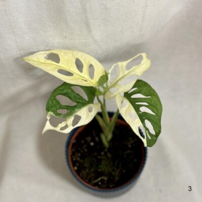 Monstera adansonii variegata halfmoon a celé biele listy monstera adansonii variegata halfmoon a cele biele listy panasovana rastlina