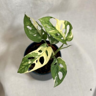 Monstera adansonii variegata halfmoon a celé biele listy monstera adansonii variegata halfmoon a cele biele listy panasovana rastlina