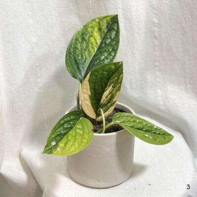 Monstera karstenianum variegata monstera karstenianum variegata