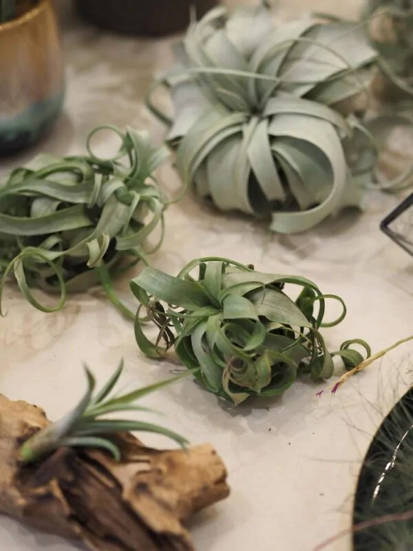 3 zaujímavé striebristé vzdušné rastliny tillandsie tillandsie vzdusne rastliny air plants