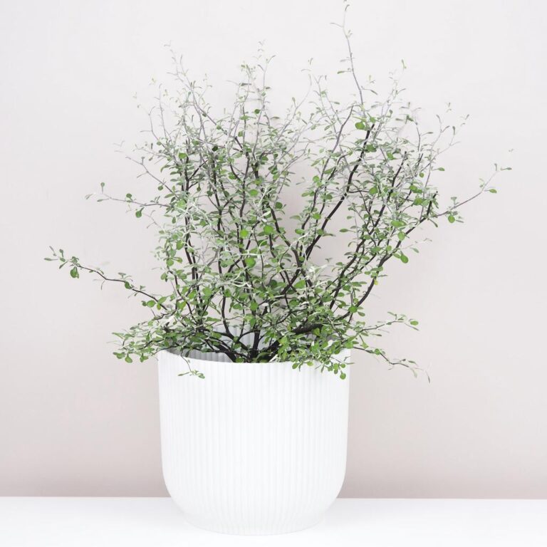 Corokia virgata ‘Maori green’ maxi | Rastliny - Plantizia.sk