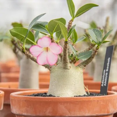 Adenium ‘Ansu Baobab’ adenium ansu baobab pustna ruza kvet sukulent