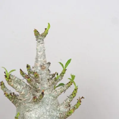 Adenium ‘Ansu Baobab’ adenium ansu baobab pustna ruza sukulent