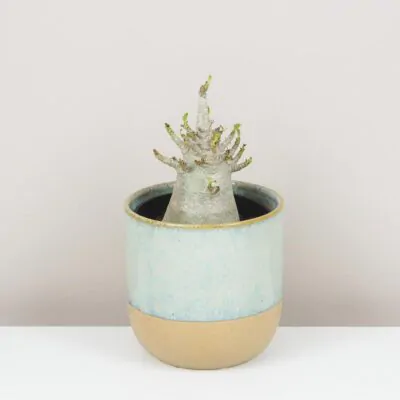 Adenium ‘Ansu Baobab’ adenium ansu baobab pustna ruza sukulent